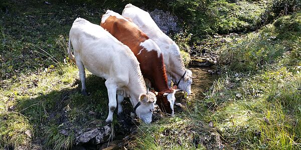 CSR Green Event Almen aktivieren | Nachhaltiges Teamevent in Bayern Raum München für Firmen