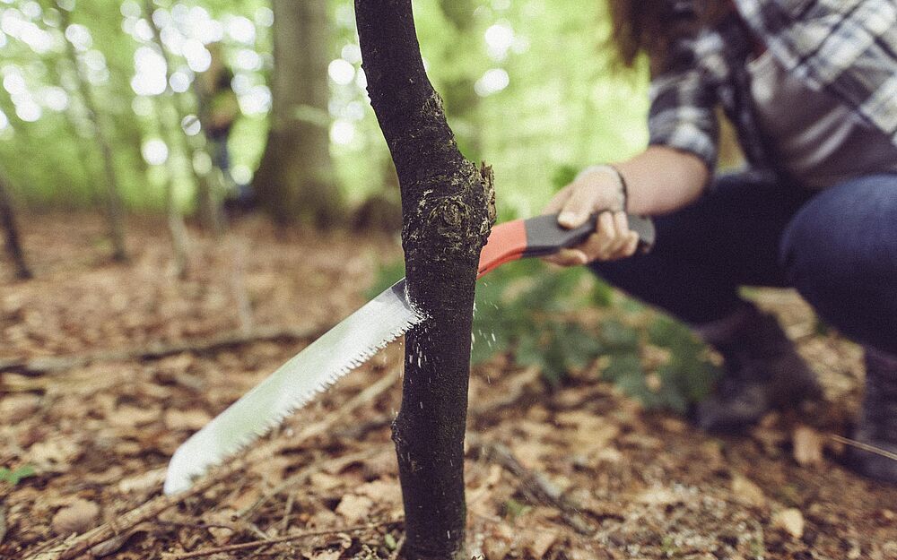 Eine Person sägt einen kleinen Baum mit einer Handsäge
